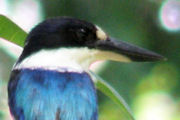 Forest Kingfisher (Todiramphus macleayii)